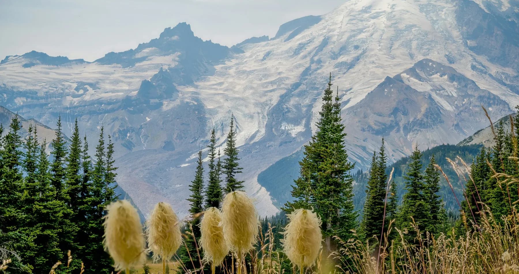 Snow-capped Mount Rainier with trees and tall grass in Washington