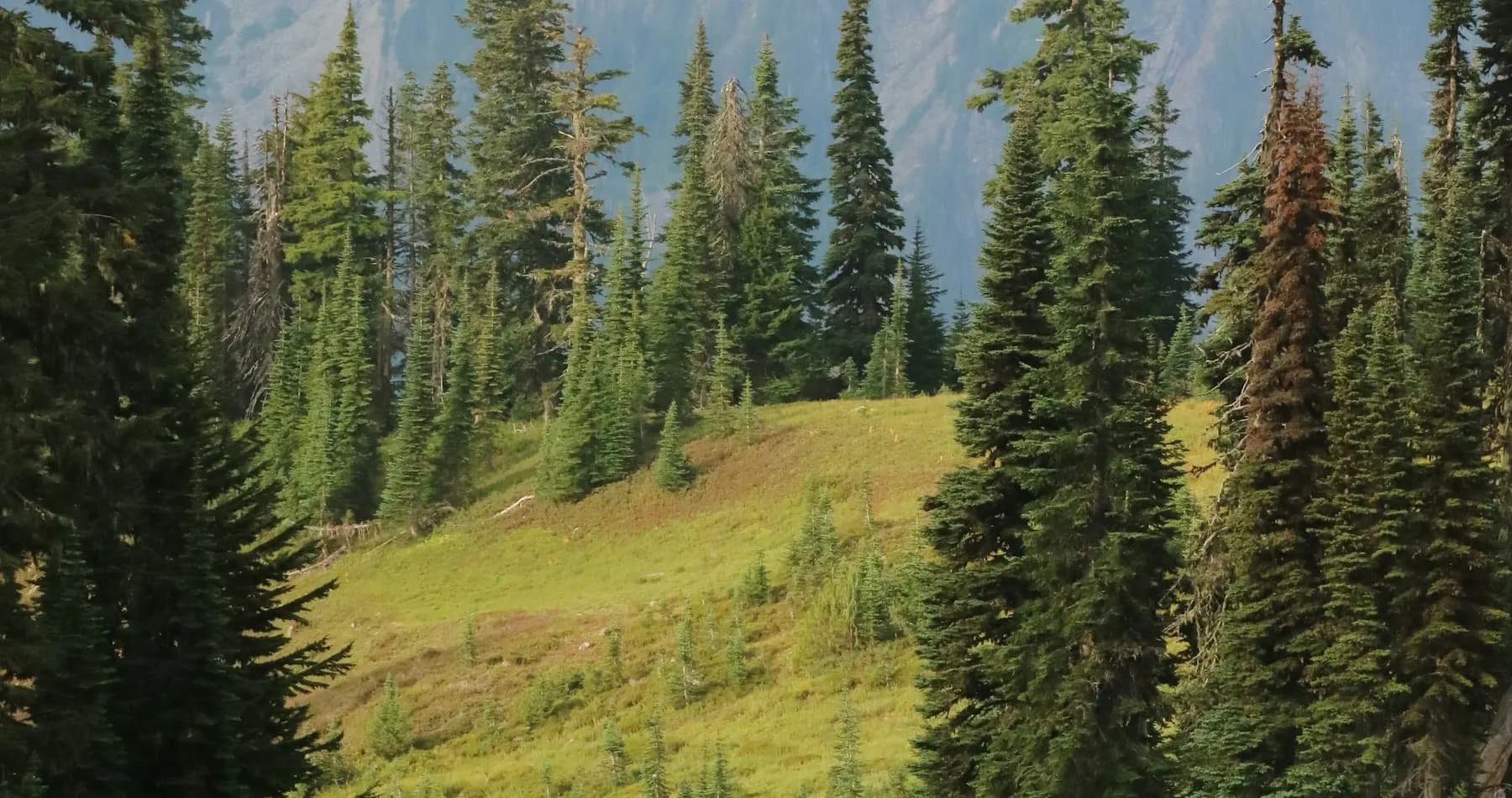 Mount Rainier and forested foothills in Washington